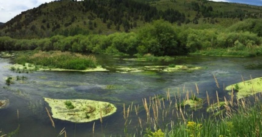 Biyoçeşitlilik Araştırmaları